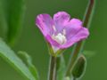 Epilobium hirsutum